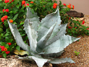 Agave Colorata
